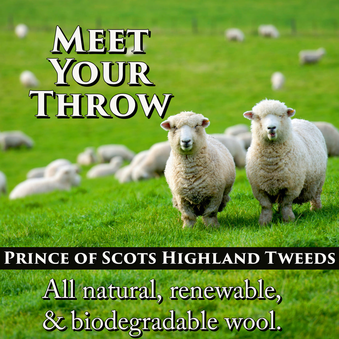 Meet Your Throw!  Certified Prince of Scots Wool is good for the Environment!