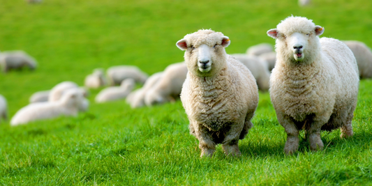 How to Wash a Wool Blanket at Home Without Shrinking It (Expert Care Guide)