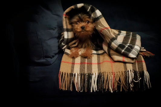 Yorkshire Terrier puppy resting under luxury British tartan wool throw by Prince of Scots.