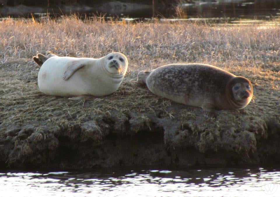 America's Best Kept Secret, Seal Watching in the Hamptons-Prince of Scots